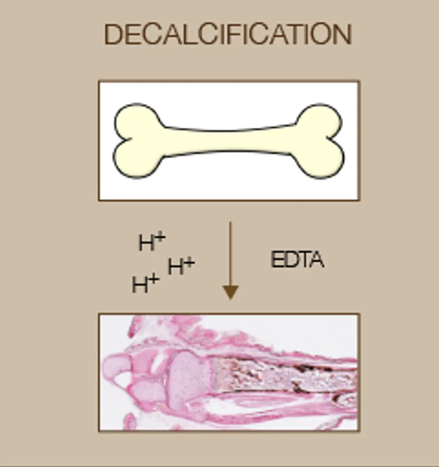 How do I know when the decalcification process has been completed?