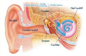 anatomie de l'oreille (1)