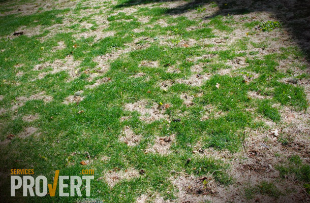 Gray snow mold in lawns